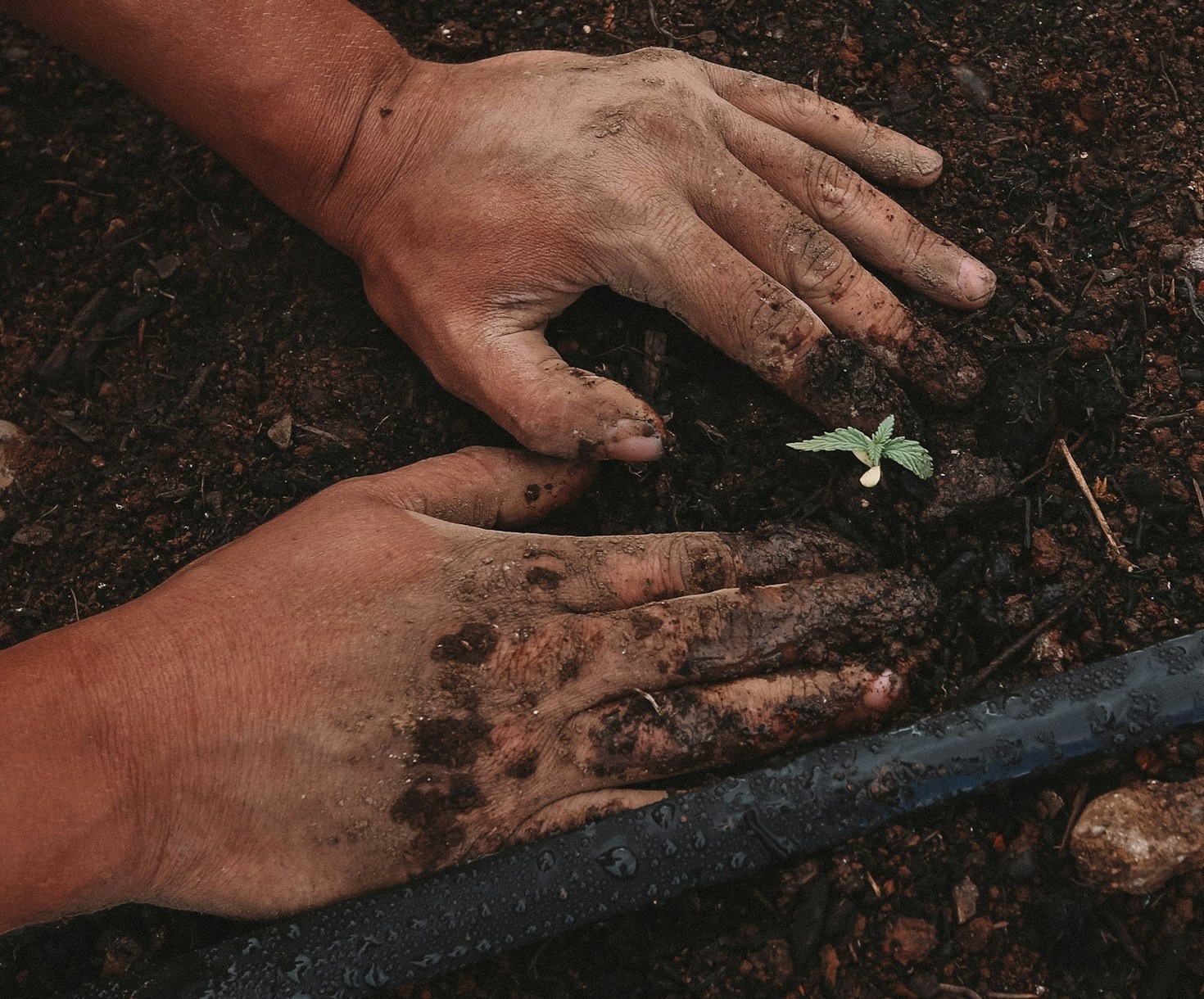 10 tips til at dyrke planter som en professionel