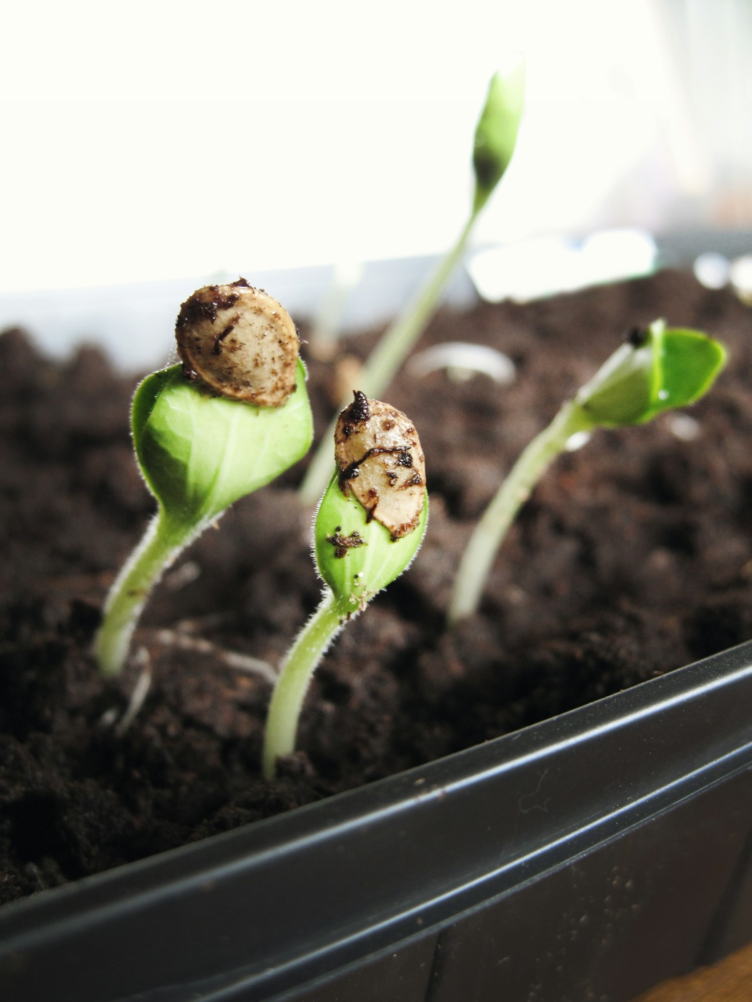 Fordelene ved at dyrke dine egne planter